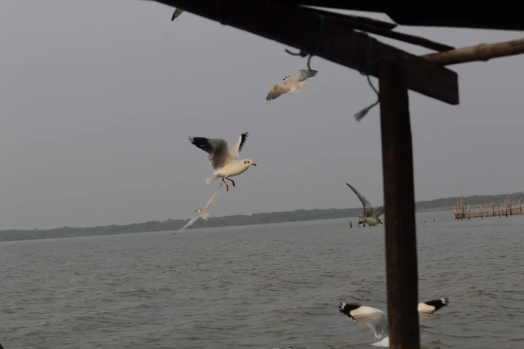 Birds on Chilika Lake, Odisha, Aradhana Mukti Photography