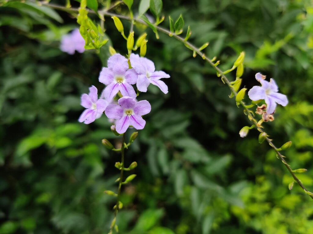 Golden Dewdrop- Duranta erecta